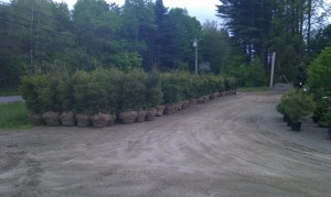 Dug Evergreen trees for pick up