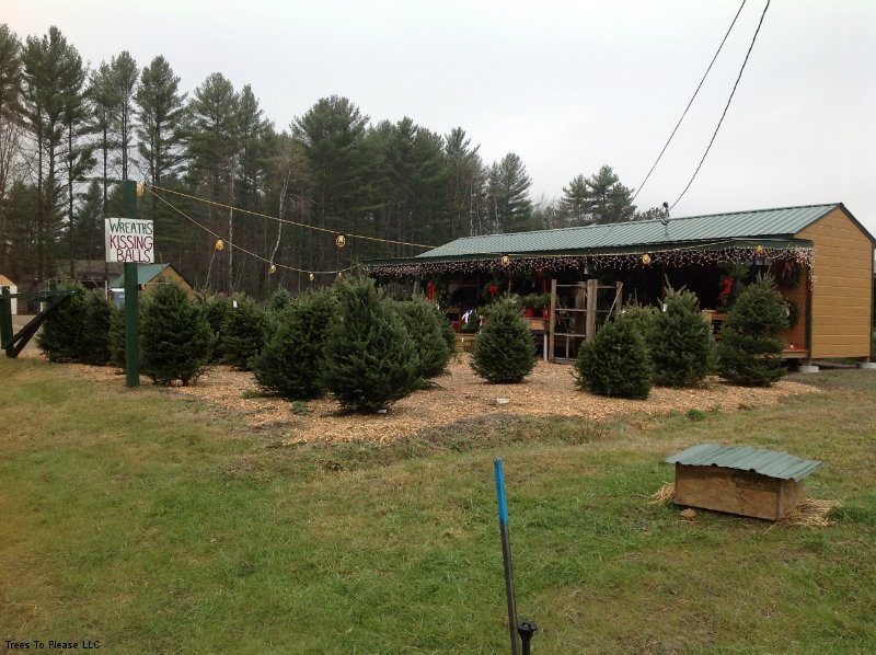 Precut Christmas Trees in Front of Gift Shop