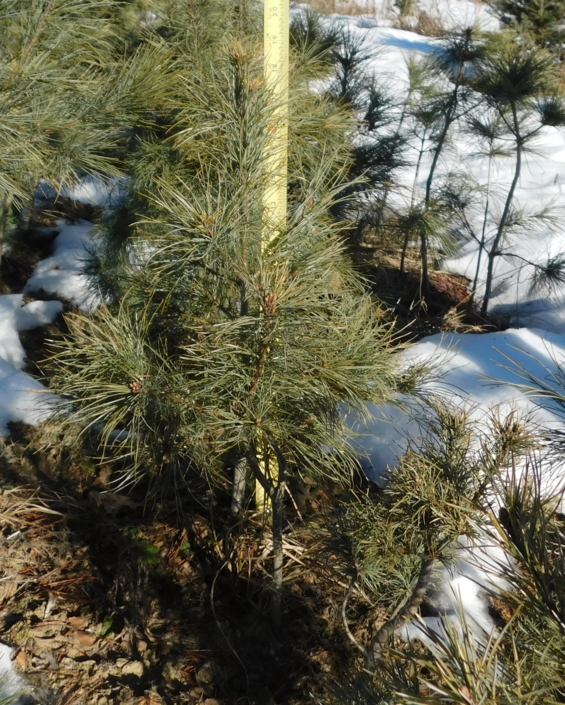 White pine 3-2